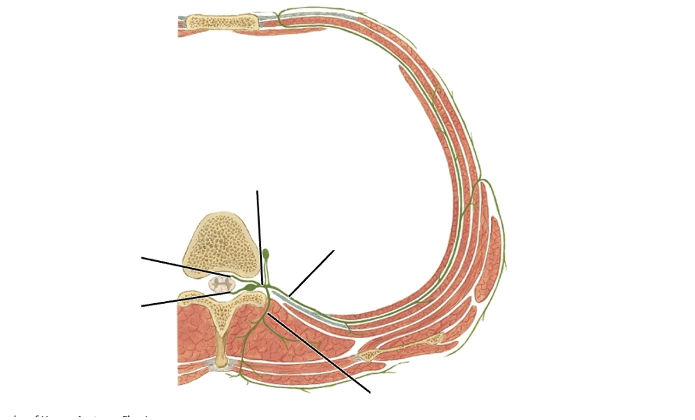 <p>Lable this typical thoracic spinal section </p>
