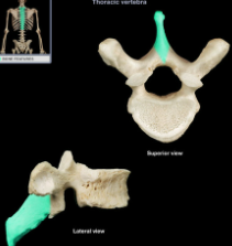 projects posteriorly from fused lamina