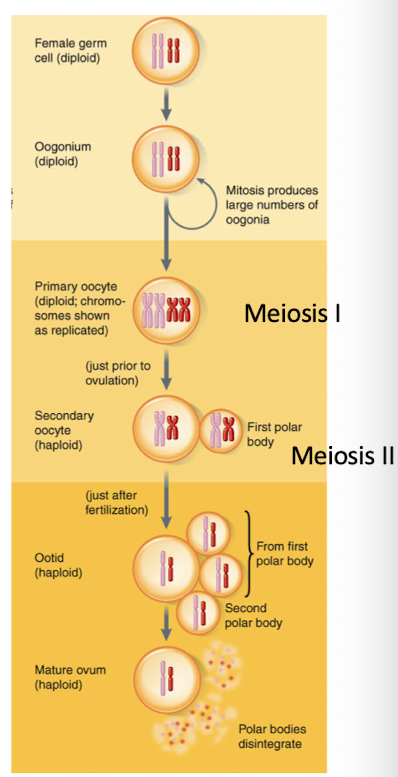 <ul><li><p>Oogonia → primary oocyte (at birth) → secondary oocyte (puberty) → ovum (after fertilization)</p></li><li><p>One primary oocyte → one ovum + 3 polar bodies</p></li><li><p>Meiosis starts before birth, arrested in meiosis I</p></li><li><p>Resumes and arrests in meiosis II until fertilization</p></li></ul><p></p>