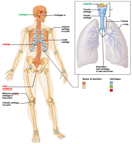 <p>The cartilage in blue is (?) cartilage</p>
