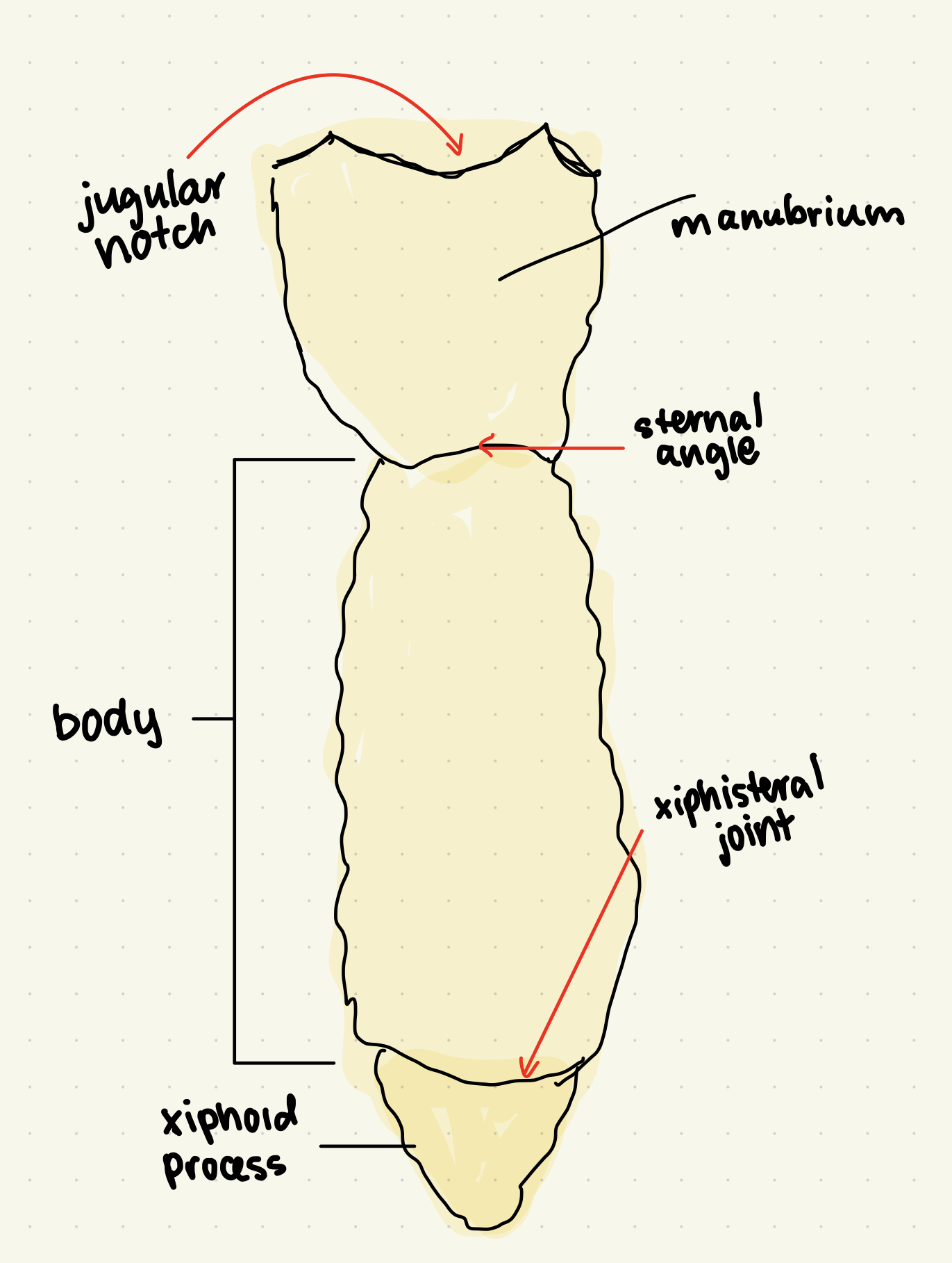 <ul><li><p><mark data-color="yellow"><u>JUGULAR NOTCH:</u></mark> indentation at superior manubrium</p></li><li><p><mark data-color="yellow"><u>STERNAL ANGLE:</u></mark> horizontal ridge where manubrium joins body</p></li><li><p><mark data-color="yellow"><u>XIPHISTERAL JOINT:</u></mark> where body and xiphoid process meet</p></li></ul>