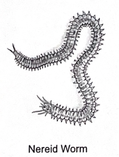 <p>nereid worm SP</p>