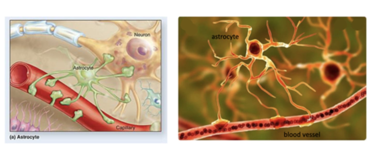 <p>what is the function of astrocytes?</p>
