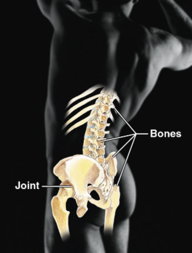 <ul><li><p>Protects and supports body organs</p></li><li><p>Proves a framework that muscles use to support movement</p></li><li><p>Blood cells are formed within bones</p></li><li><p>Bones store minerals</p></li><li><p><span style="color: red;"><strong>Joints and Bones</strong></span></p></li></ul><p></p>
