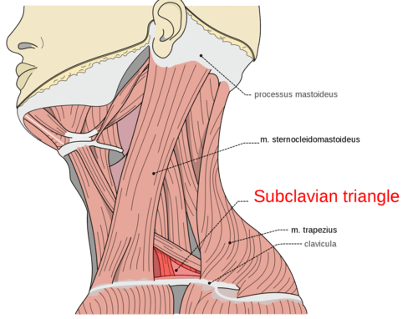 <p>scalene hiatus</p><p>brachial plexus</p><p>subclavian artery</p>