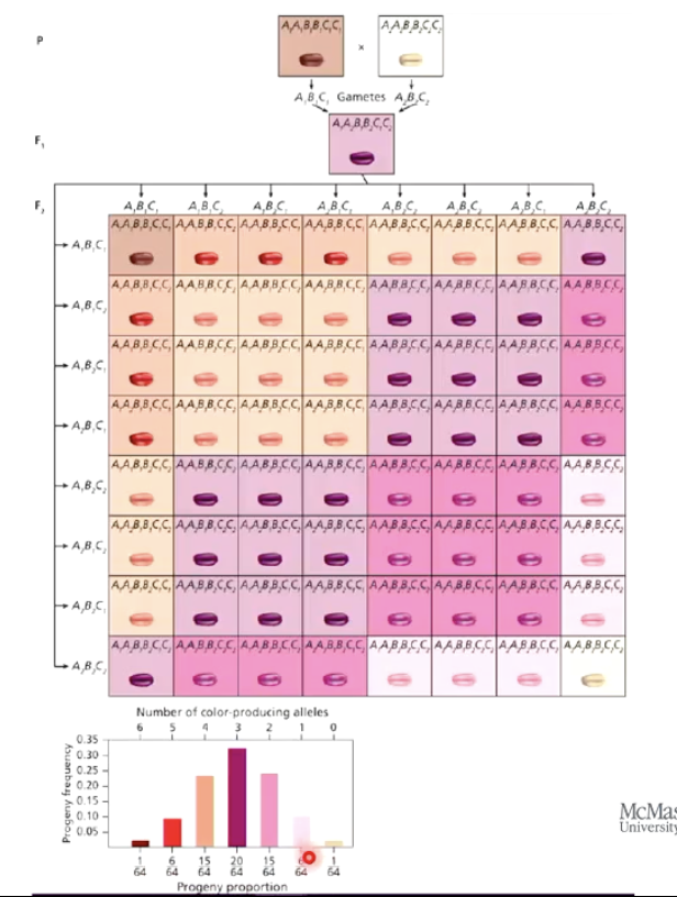 <p>2n+1, where n is the number of genes.</p><ul><li><p>3 genes = 7 phenotypic classes </p></li><li><p>4 genes = 9 phenotypic classes </p></li></ul><img src="https://knowt-user-attachments.s3.amazonaws.com/16ce9caa-db88-4ec5-886c-279fd575e728.png" data-width="100%" data-align="center"><p></p>