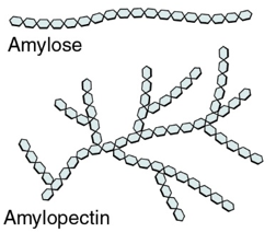 <ul><li><p>monosaccharide- alpha glucose</p></li></ul><p><strong>structure:</strong></p><ul><li><p>mixture of polysaccharides: amylose and amylopectin</p></li><li><p>amylose-long unbranched, 1-4 glycosidic bonds, helical so coiled due to H<sup>+ </sup>bonding</p></li><li><p>amylopectin- long, branched chains bc of 1-6 glycosidic bonds</p></li></ul><p><strong>properties:</strong>&nbsp;</p><ul><li><p>amlose-coiled so its compact to store more in a smaller space</p></li><li><p>amylopectin- branches increase surface area→faster hydrolysis→more glucose released for respiration</p></li></ul><p><strong>uses:</strong>&nbsp;</p><ul><li><p>plants- store&nbsp;excess glucose as starch in grains &amp; granules bc starch is too large to leave the cell and is insoluble so doesnt affect water potential(amount of water in/out of cell) and is hydrolysed by amylase and maltase for glucose for respiration</p></li></ul><p></p>