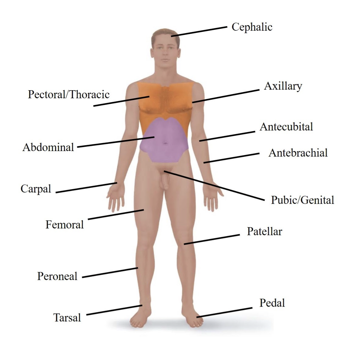 <p>Refers to your armpit. </p>