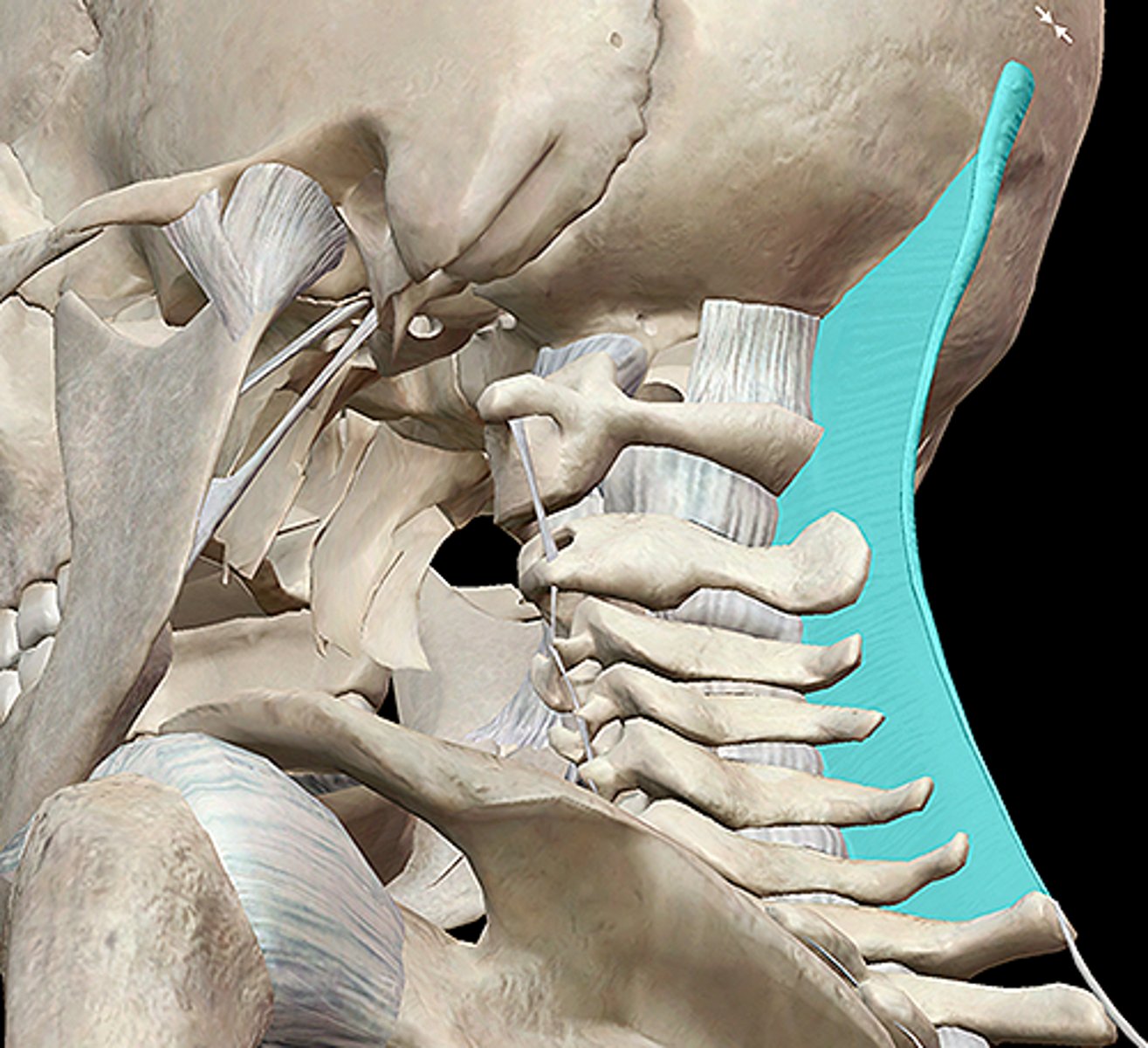 <p>Back of Neck</p>
