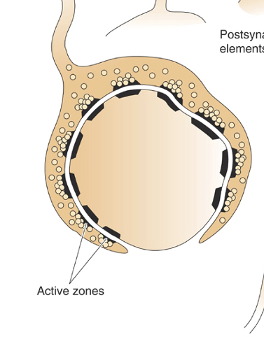 <p>NMJ = one surrounds the other = active zones aligned = always want second neuron to fire following the first one. </p>