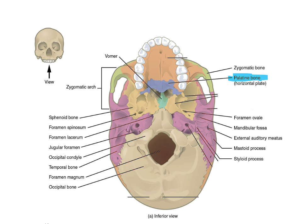 <p>palatine bone</p>