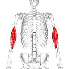 What is the action for Brachialis?