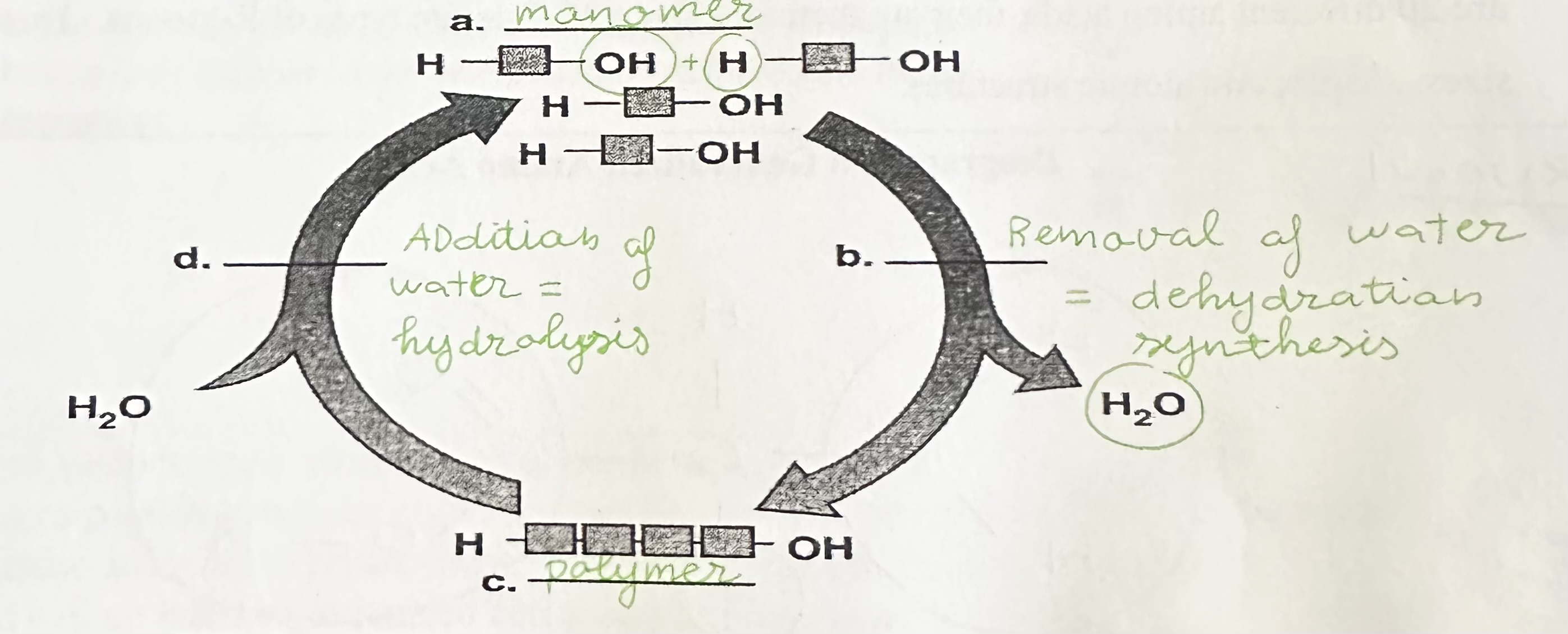 <p>a = monomer</p><p>b = dehydration synthesis</p><p>c = polymer</p><p>d = hydrolysis</p>