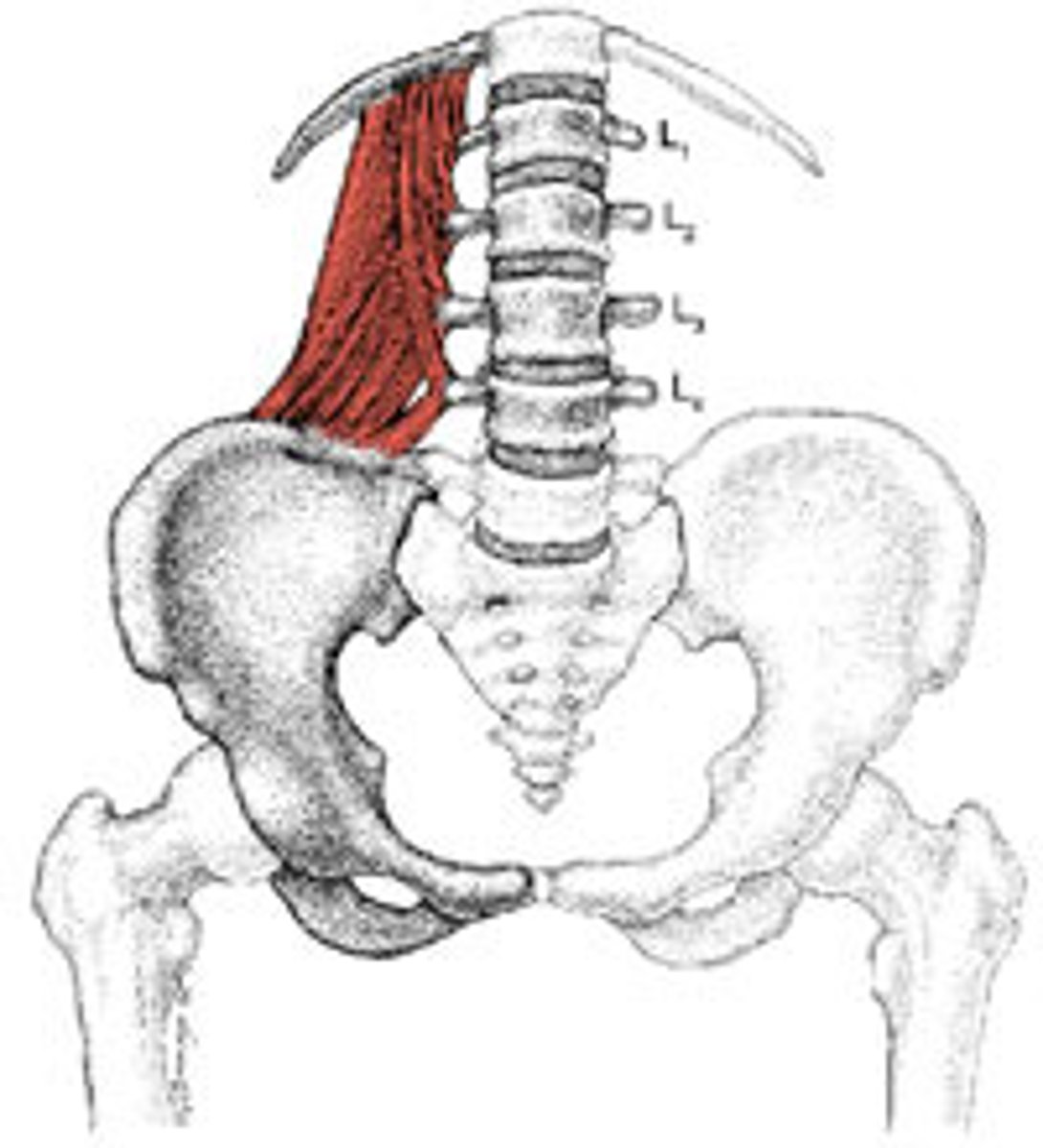 <p><span style="color: #d11414">- from iliac crest &amp; ilium lumbar ligament to last rib and lumbar vertebrae</span></p><p><span style="color: #d11414">- flexion of lower vertebral column</span></p><p><span style="color: #d11414">- depression of ribs</span></p><p>- lateral flexion</p>