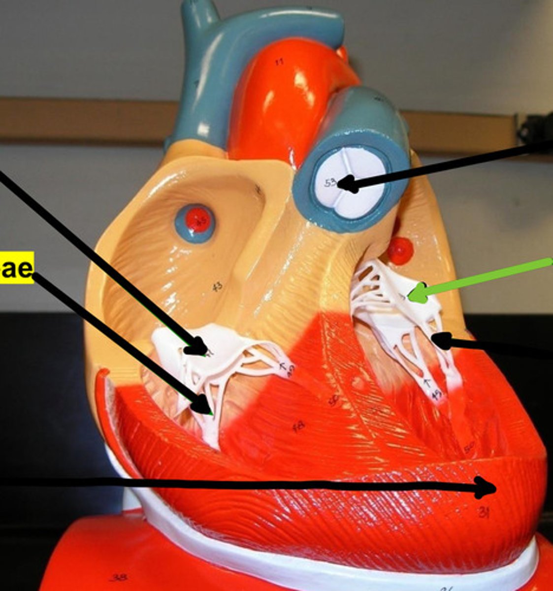 <p>Name the structure and function</p>