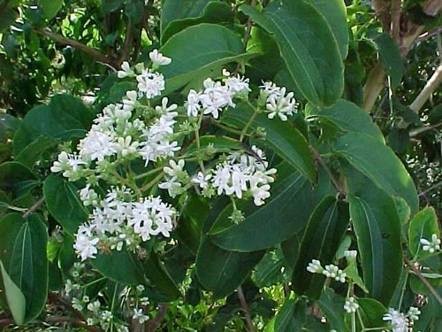 CAPRIFOLIACEAE (honeysuckle family)
-small tree
-simple, opposite arr. 
-entire, undulate margins
-cupped leaves. . . like a "taco"
-three prominent veins on the backside 
-calyces (flower) pink/white 
-light brown bark