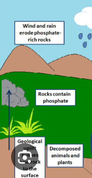 <ul><li><p><strong>Weathering</strong></p></li><li><p><strong>Decomposition</strong></p></li><li><p><strong>Fertilization</strong></p></li><li><p><strong>Geological Uplift</strong></p></li></ul><p></p>