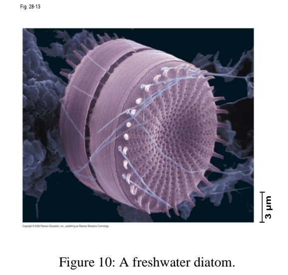 <p>Diatoms (Phylum Bacillariophyta)</p>