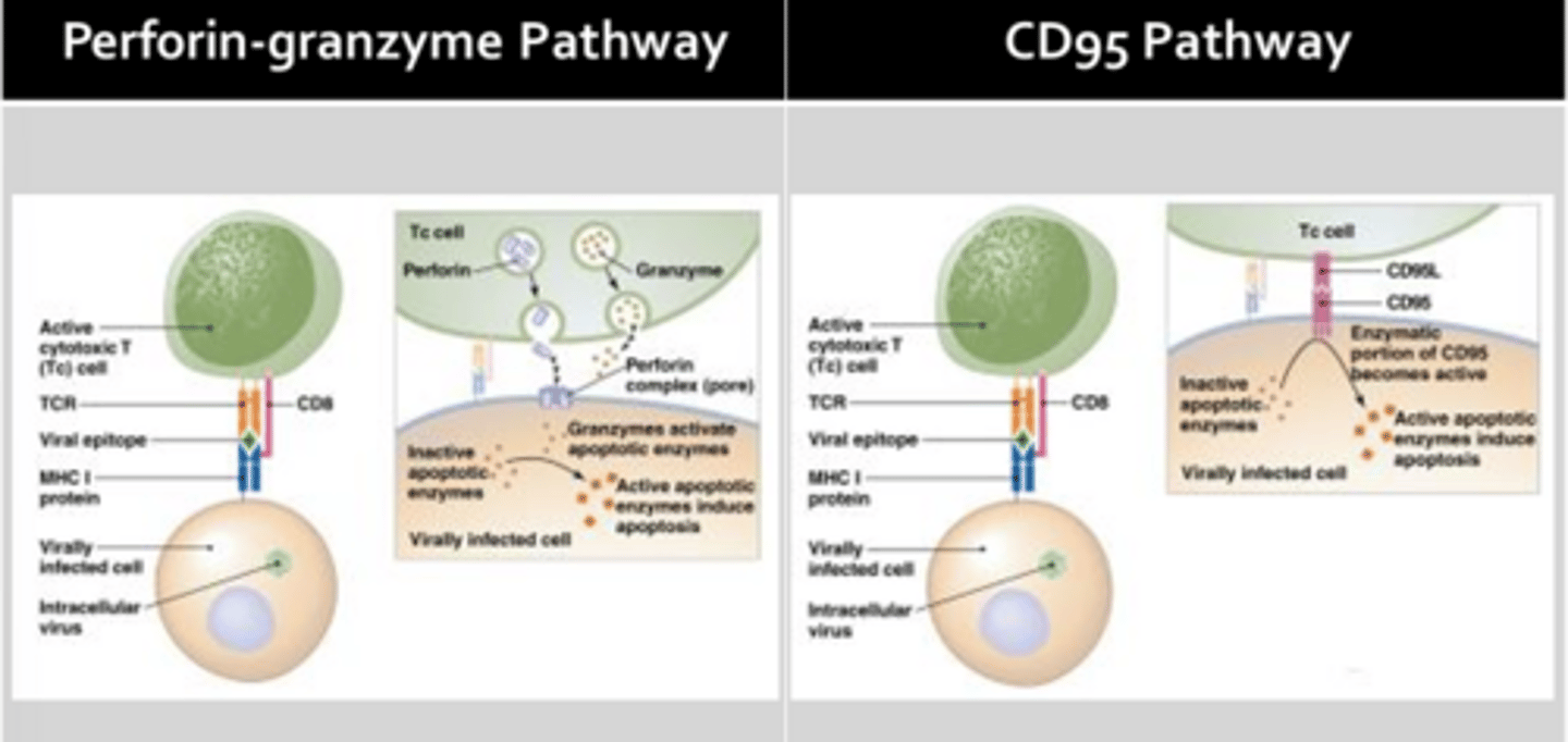 <p>Perforin-Granzyme Pathway:</p><p>- Involves the release of pore-forming proteins from cytotoxic T-cells (perforin) which create a channel through the target cell membrane </p><p>- Channel allows granzyme to enter the target cell where it activates apoptotic enzymes and also induces cell lysis by allowing water to enter the cell</p><p>CD95 Pathway:</p><p>- Involves activation of target cell CD95 receptors by CD95 ligand expressed on the surface of activated cytotoxic T-cells</p><p>- The intracellular portion of the CD95 receptor possesses enzymatic activity, that when engaged, will result in the activation of pro-apoptotic enzymes (cell commits molecular suicide)</p><p>- All cells in the body express CD95 and are potential targets for cell mediated immunity </p>