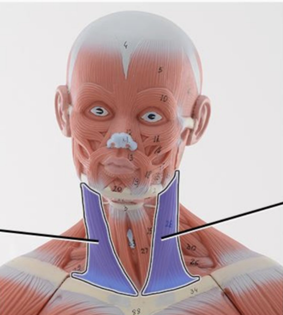<p>action of sternocleidomastoid (unilateral, bilateral, bilateral)</p>