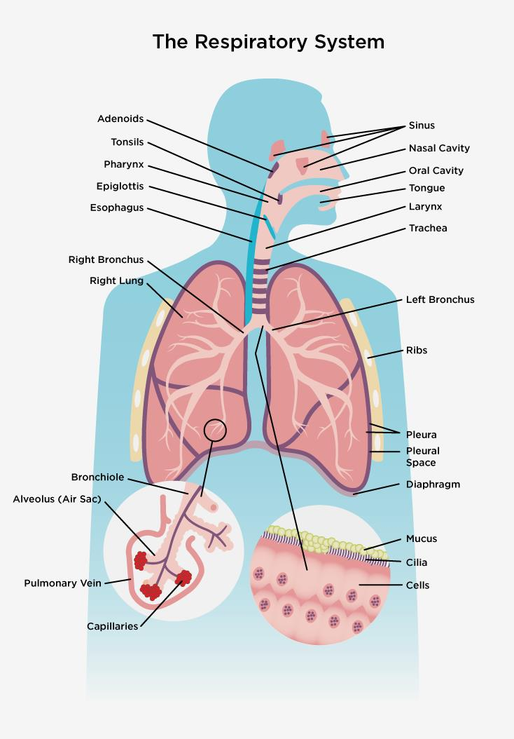 <p>A large membranous tube reinforced by rings of cartilage, extending from the larynx to the bronchial tubes and conveying air to and from the lungs; the windpipe</p><p></p>