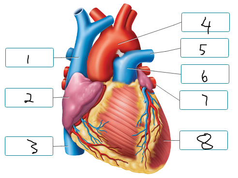 <p>Label the structures seen in an anterior view of the heart.</p><p><span style="font-size: inherit; font-family: inherit"><br></span></p>