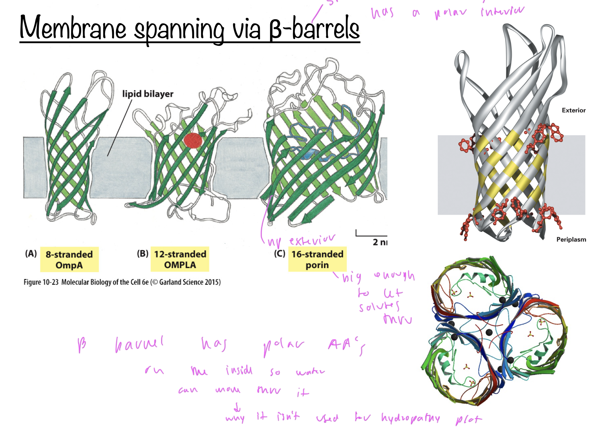 <p>integral membrane proteins that have a polar interior and np exterior where it comes into contact with the bilayer</p><ul><li><p>interior is polar so aqueous solutes can pass through it</p></li><li><p>due to its np and polar aspects, it cannot be read clearly on a hydropathy plot</p></li></ul><p></p>