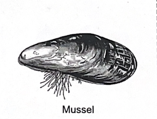 <p>mussel SP</p>