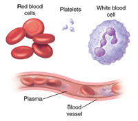 <p>Its function is to convert fibrinogen into fibrin in blood clotting- the fibrin forms a mesh to trap the blood and form scabs.</p>