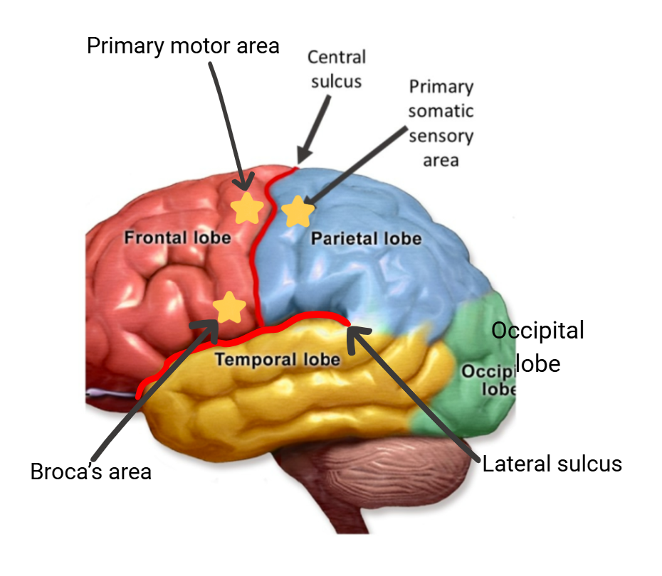 <ul><li><p>frontal lobe </p></li><li><p>parietal lobe </p></li><li><p>temporal lobes </p></li><li><p>occipital lobe </p></li><li><p>central sulcus </p></li><li><p>lateral sulcus </p></li><li><p>primary somatic sensory area (parietal, near central sulcus) </p></li><li><p>primary motor area (frontal, near central sulcus) </p></li><li><p>Broca’s area (frontal, near lateral sulcus) </p></li></ul><p></p>