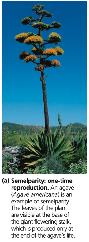 Semelparity (Agave or “century plant”)
◆ Grow in ___ climates with unpredictable rainfall and poor soils
◆ Grow for years until there is
an unusually ___ year in which sends up a large
◆ An adaptation to harsh desert
environment