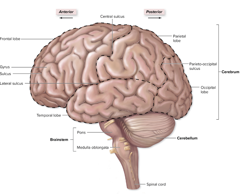 <p>it is the cerebrum, which has frontal, parietal, occipital, and temporal lobes. </p>
