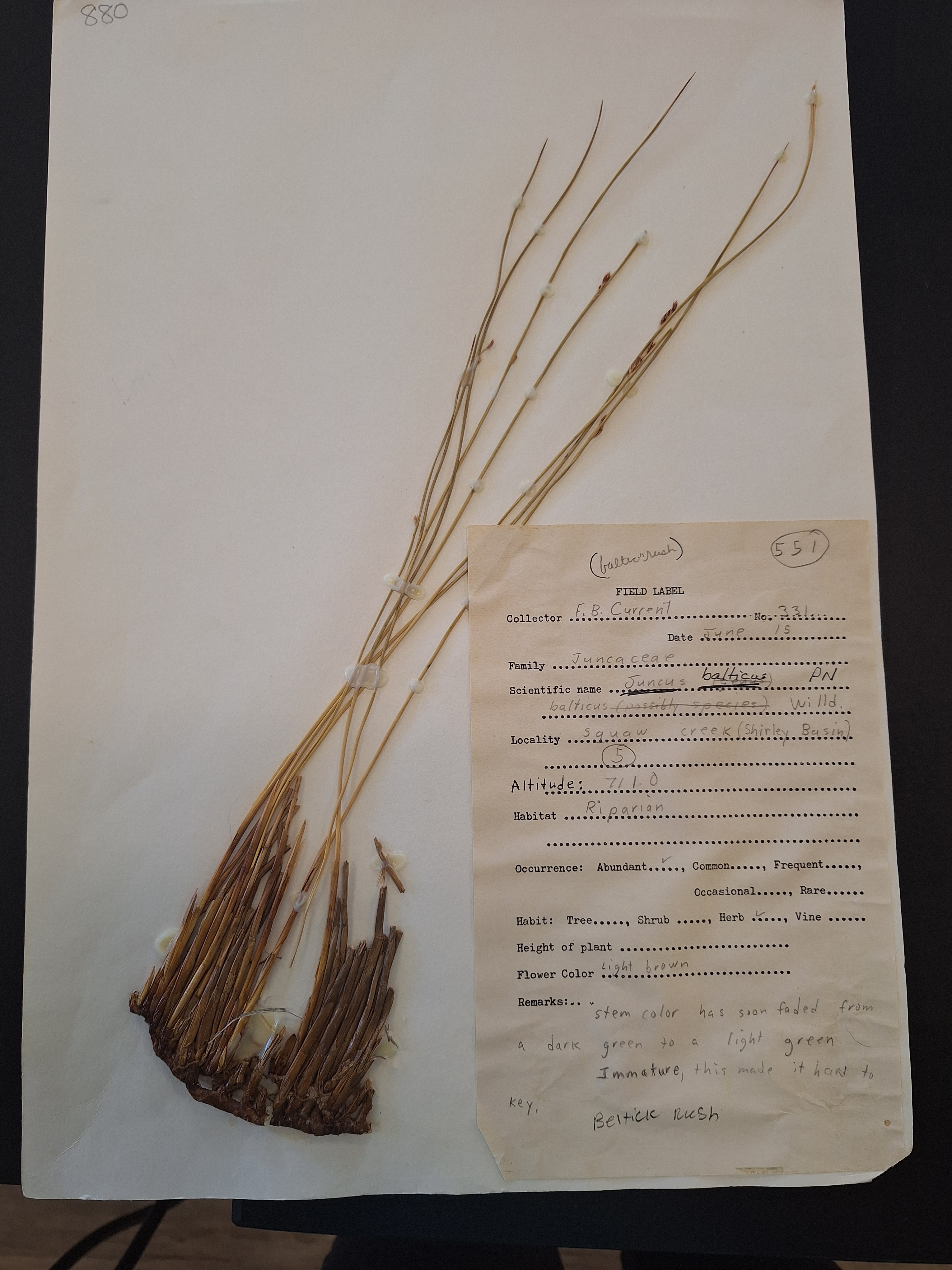 <p>What is this plant</p>