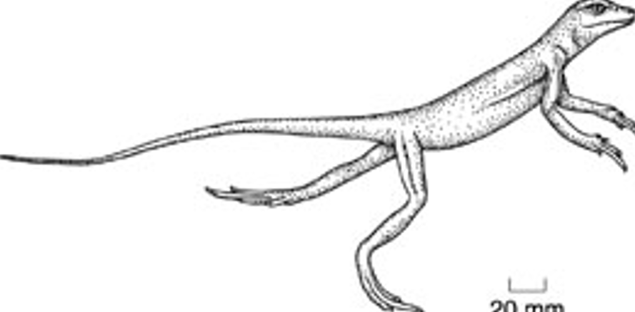 <p>Eudibamus (Jesus Christ lizard)</p><p>1st bipedal vertebrate, herbivorous</p>