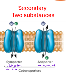 <p>Describe secondary transport</p>