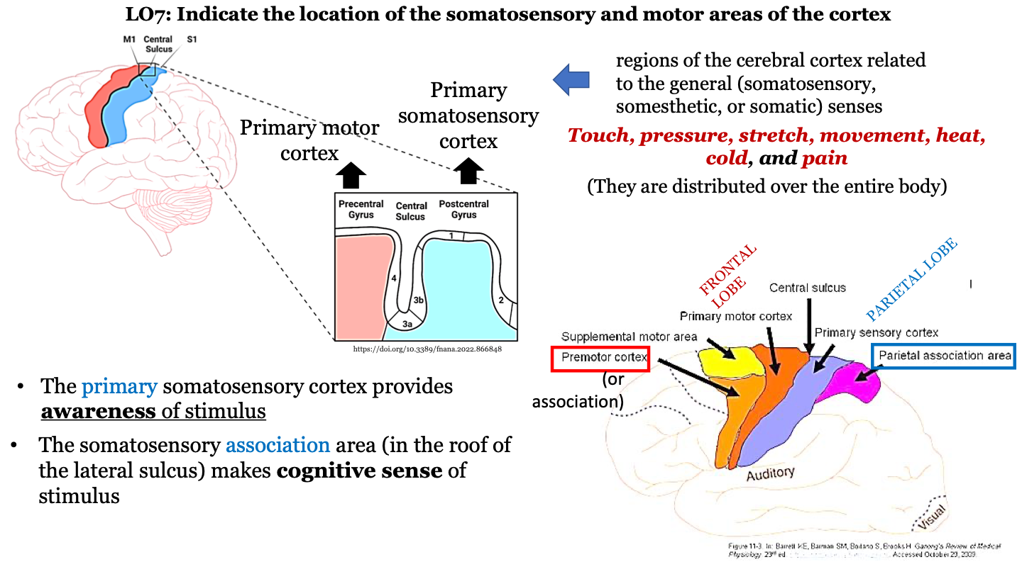 in the postcentral gyrus of the parietal lobe