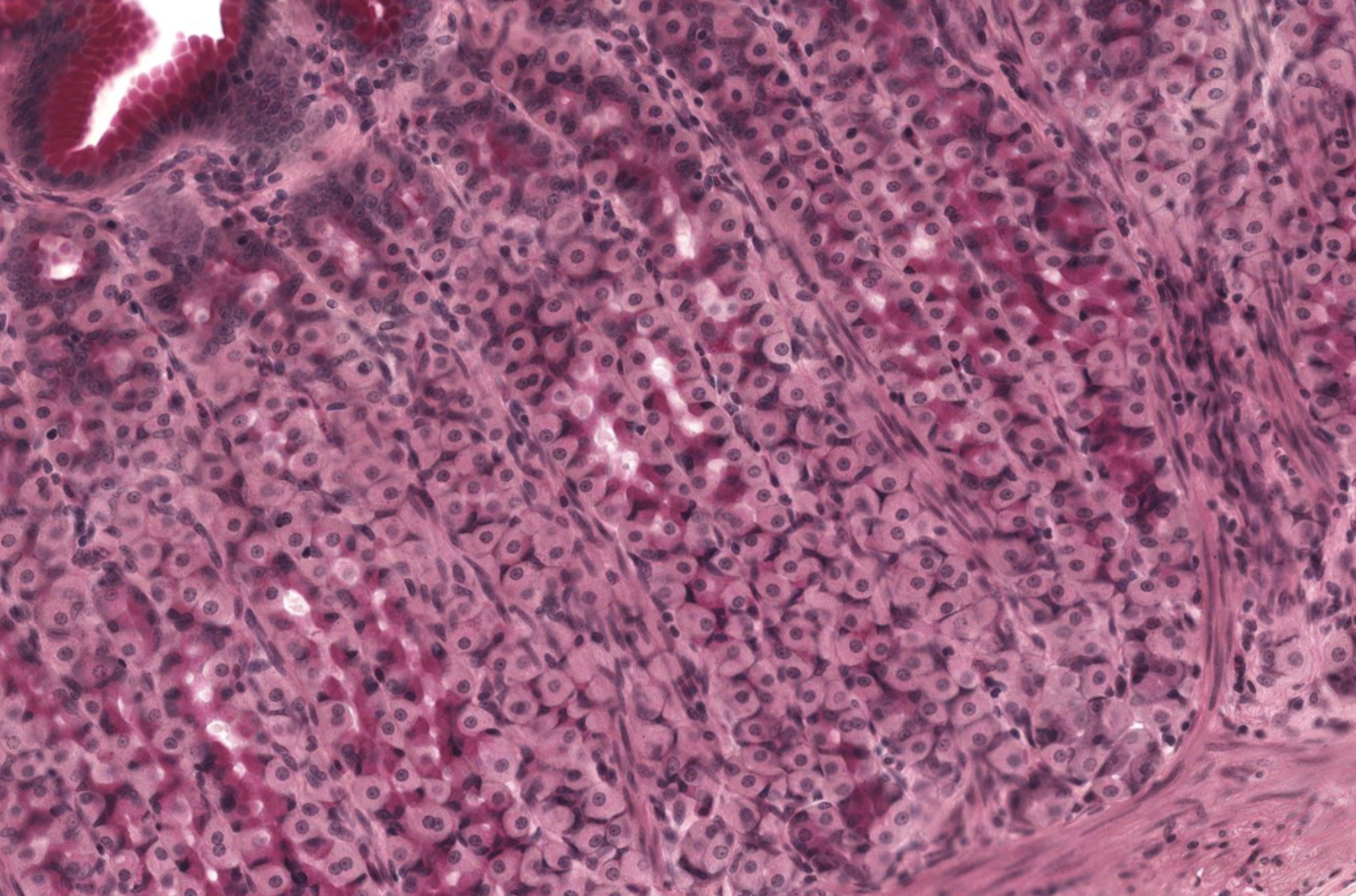 <p>Fundic Glands in Fundic Stomach</p>