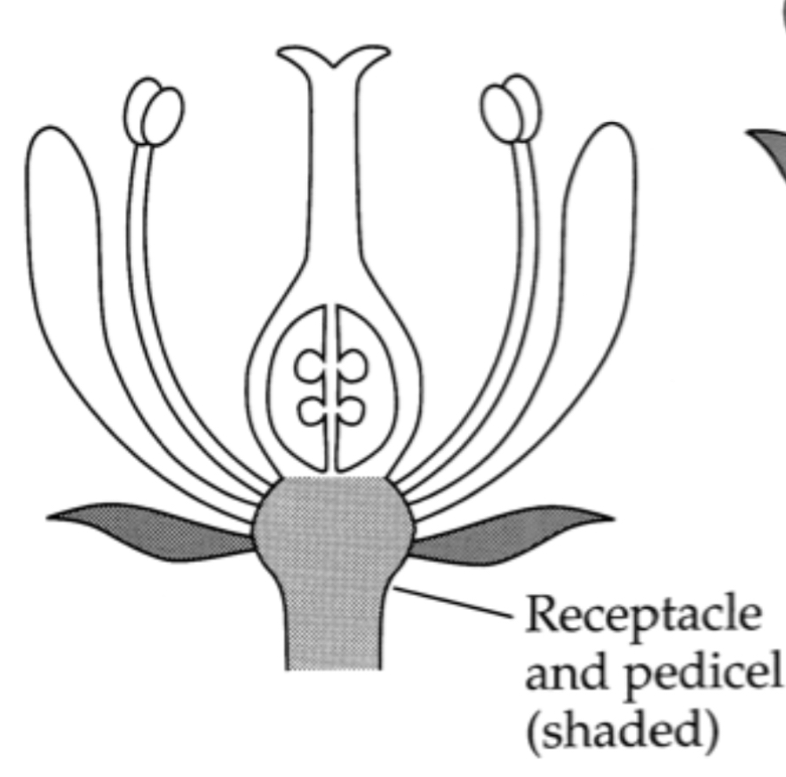<p>Means in which the Perianth and androecium are inserted below the gynoecium </p>