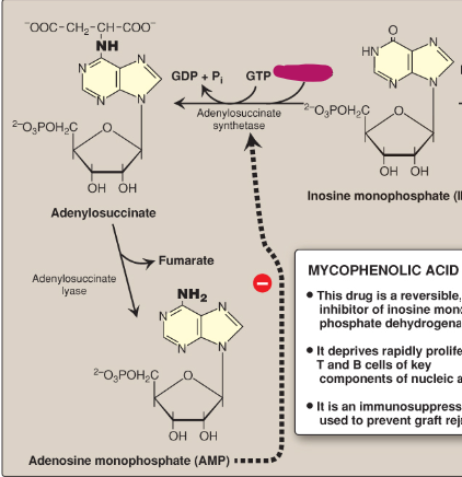 <p>Name this section of AMP synthesis.</p>