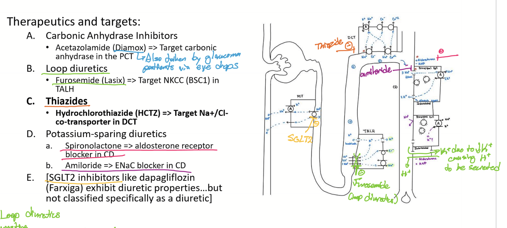 <p>Aldosterone receptor in CD (reduces number of  ENaC/epithelial sodium channel) or ENaC itself in CD</p>