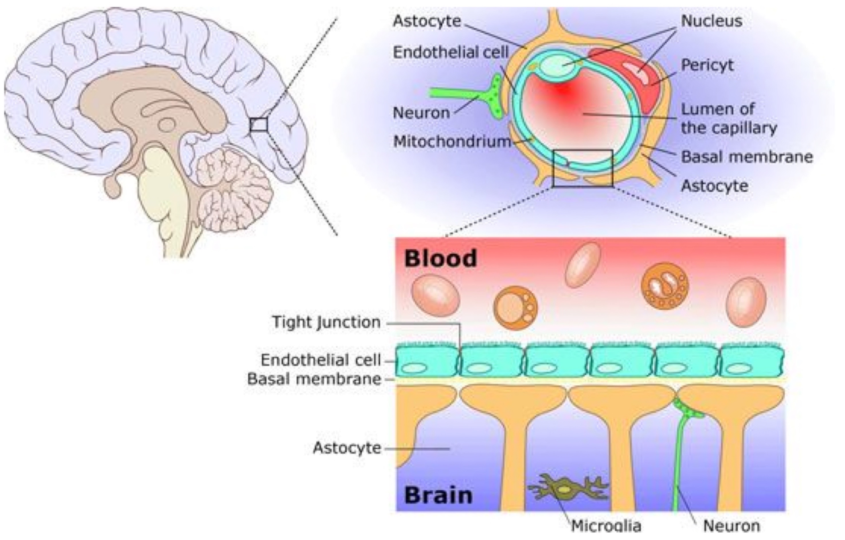 <ul><li><p>Capillaries contain tight junctions and are less permeable to many substances (blood brain barrier)</p></li><li><p>Difficult to get drugs and proteins into brain</p></li><li><p>Exception is lipophilic molecules such as anaesthetics, alcohol etc. (can easily cross membranes)</p></li><li><p>Brain has no stored glycogen and requires constant supply of glucose and oxygen (damage within mins)</p></li><li><p>Loss of blood supply and death of neurones: stroke</p></li></ul><p>→ Main diffusion down a gradient</p><p>→ Facilitated by slow movement of blood and large SA</p>