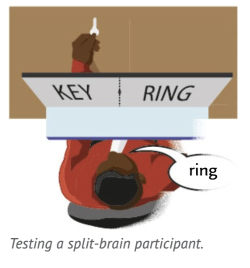 <p>11 split-brain participants were studied using a special setup in which participants were asked to look at a fixation point and an image could be projected to a participant’s RVF (processed by LH), and the same, or a different, image could be projected to the LVF (processed by RH).</p><p>Presenting the image to one hemisphere meant that the information could not be conveyed from that hemisphere to the other.</p>