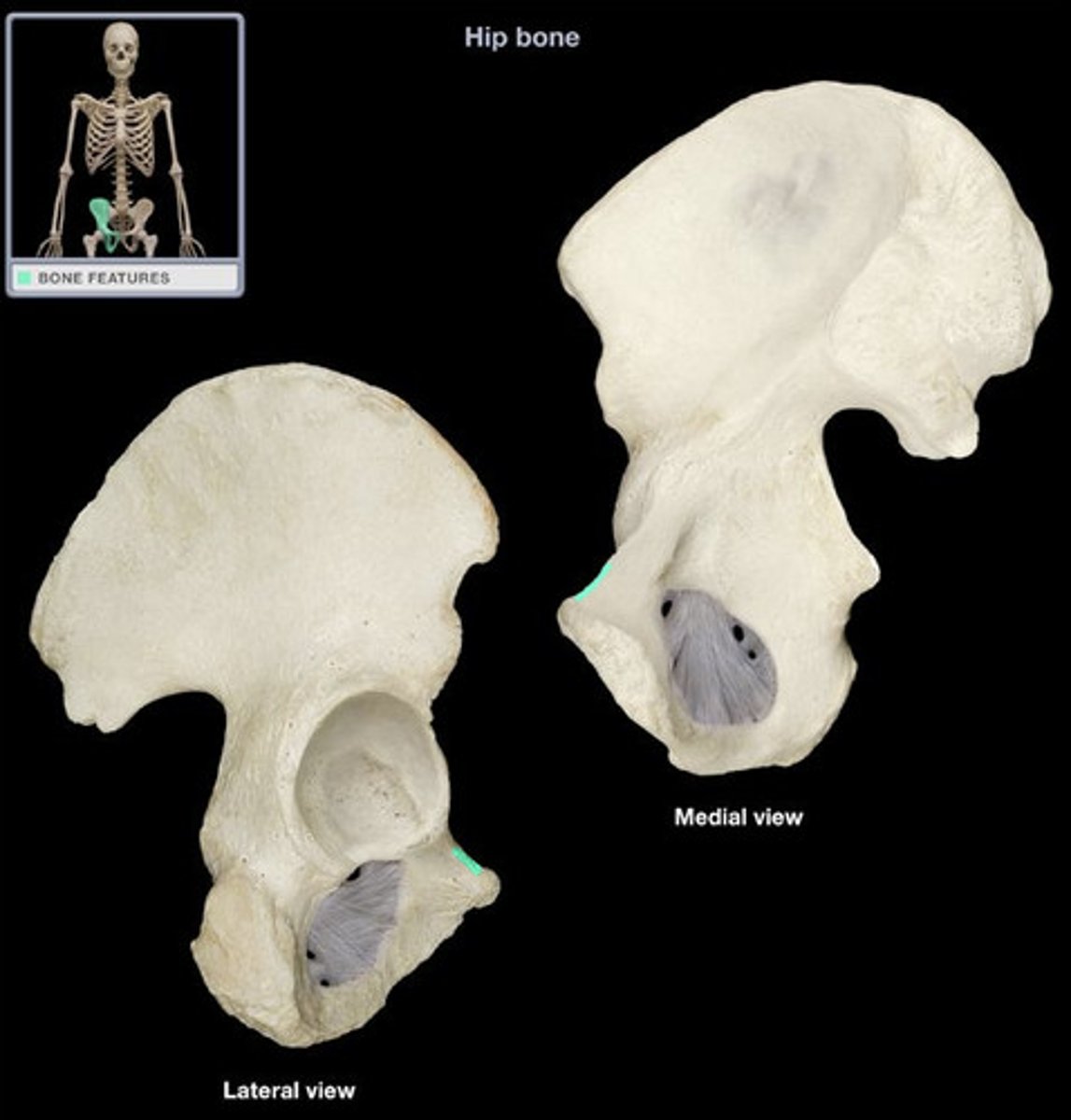 <p>ridge medial to the pubic tubercle that meets the pubic symphysis</p>