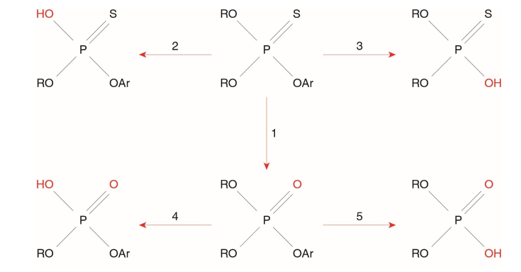 <p>Fill in the blank…</p><p>For organophosphate compounds, which contain a sulfur bound to a phosphorus, a metabolic ( ) is necessary since only compounds with a ( ) moiety are effective inhibitors of AChE. The bioactivation consists of an oxidative ( ) catalyzed by cytochrome P450, forming an ( ) of oxygen analog. </p>