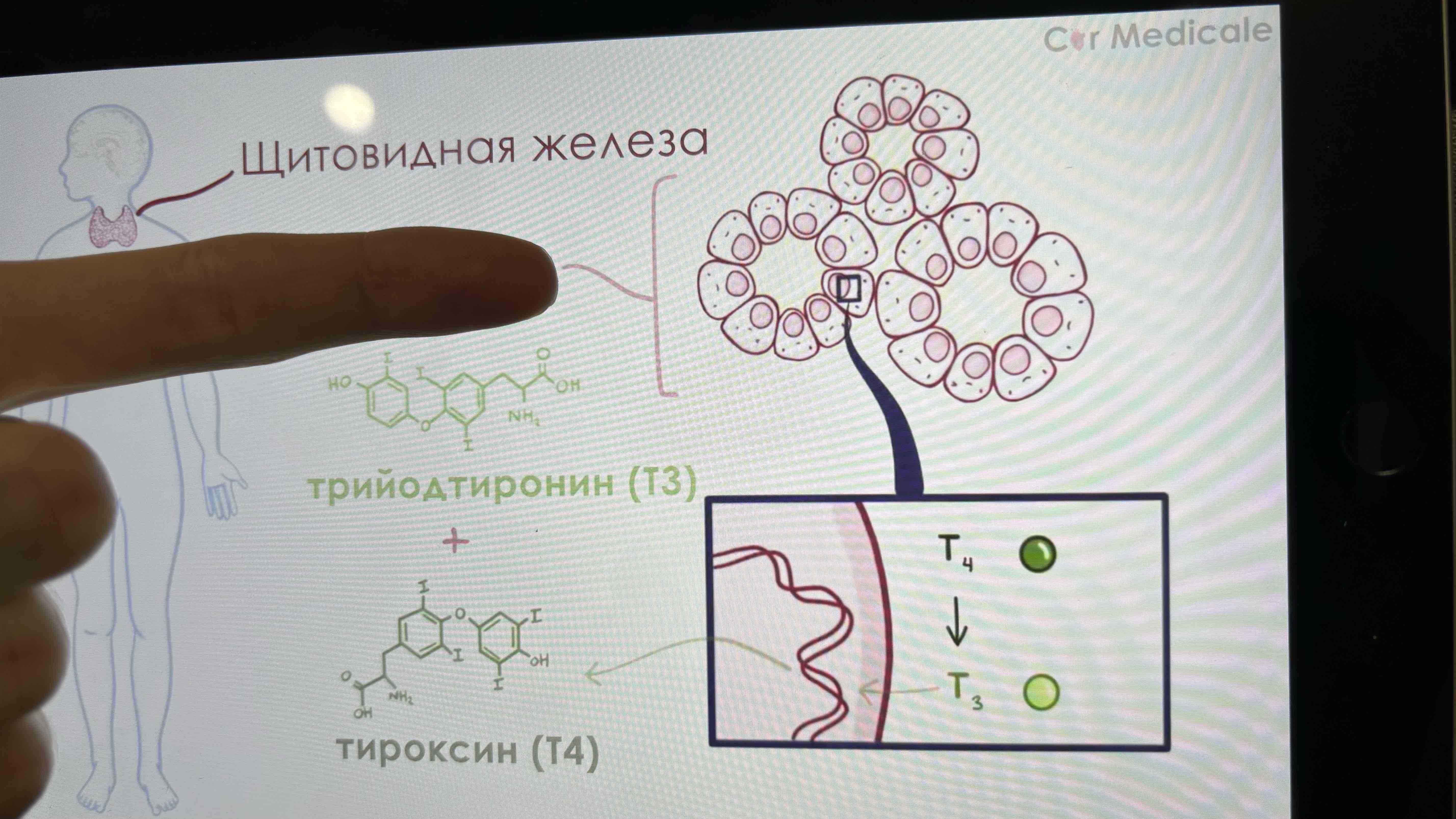 <p>Щитовидная железа находится в средостении И состоит из левой и правой доли. И состоит из тысяч</p>