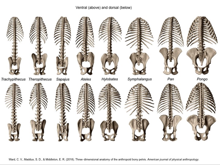 <p><span>&nbsp;most quadrupedal mammals have a long back due to the high number of lumbar (lower back) vertebrae and a tail made possible by extension of the spinal column to include caudal (tail) vertebrae; this is the condition of non-suspenory primates. </span></p><ul><li><p><span>&nbsp;<strong>Suspensory</strong> hominoid primates benefit from a <strong>shortened back</strong> due to loss of some lumbar vertebrae and all of the caudal vertebrae (no tail). </span></p></li><li><p><span>Primate torso length &amp; tail differences are correlated with&nbsp;non-suspensory vs. suspensory locomotor adaptations.</span></p></li></ul><p></p>