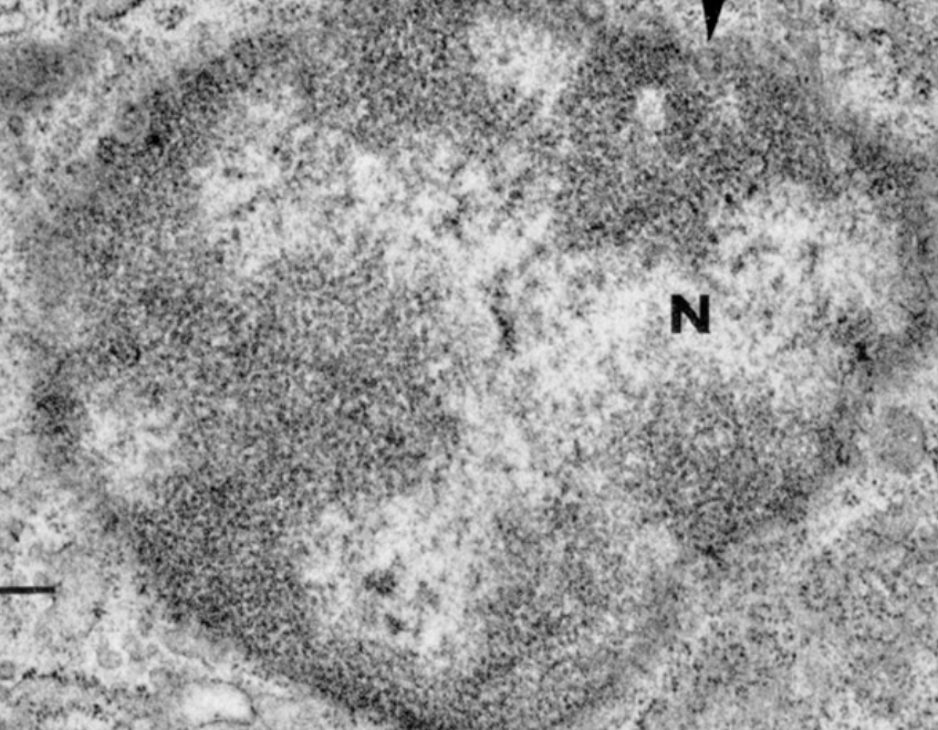 <p>structure: surrounded by double membrane nuclear envelope (each membrane is a phospholipid bilayer), contains nucleolus and chromatin within nucleoplasm (a fluid)</p><p>function: acts a cell control center, houses genetic information (DNA), site of ribosome subunit assembly</p>