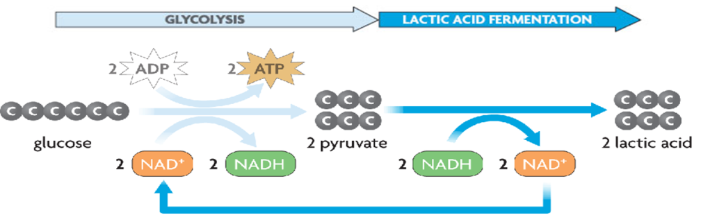 Lactic Acid Fermentation