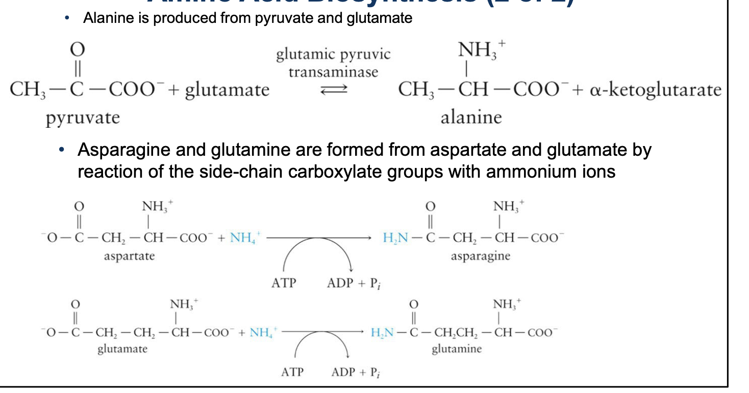 <p>Amino Acid Biosynthesis Cont. </p>