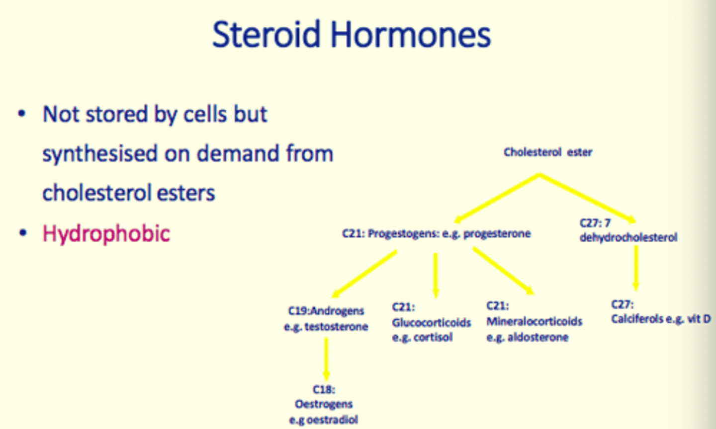 <p>synthesised, cholesterol </p>